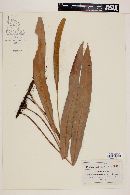 Acrostichum latifolium image