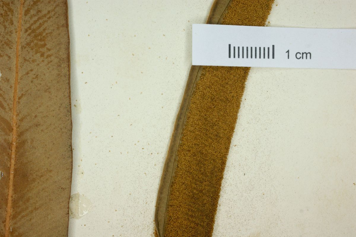 Acrostichum latifolium image