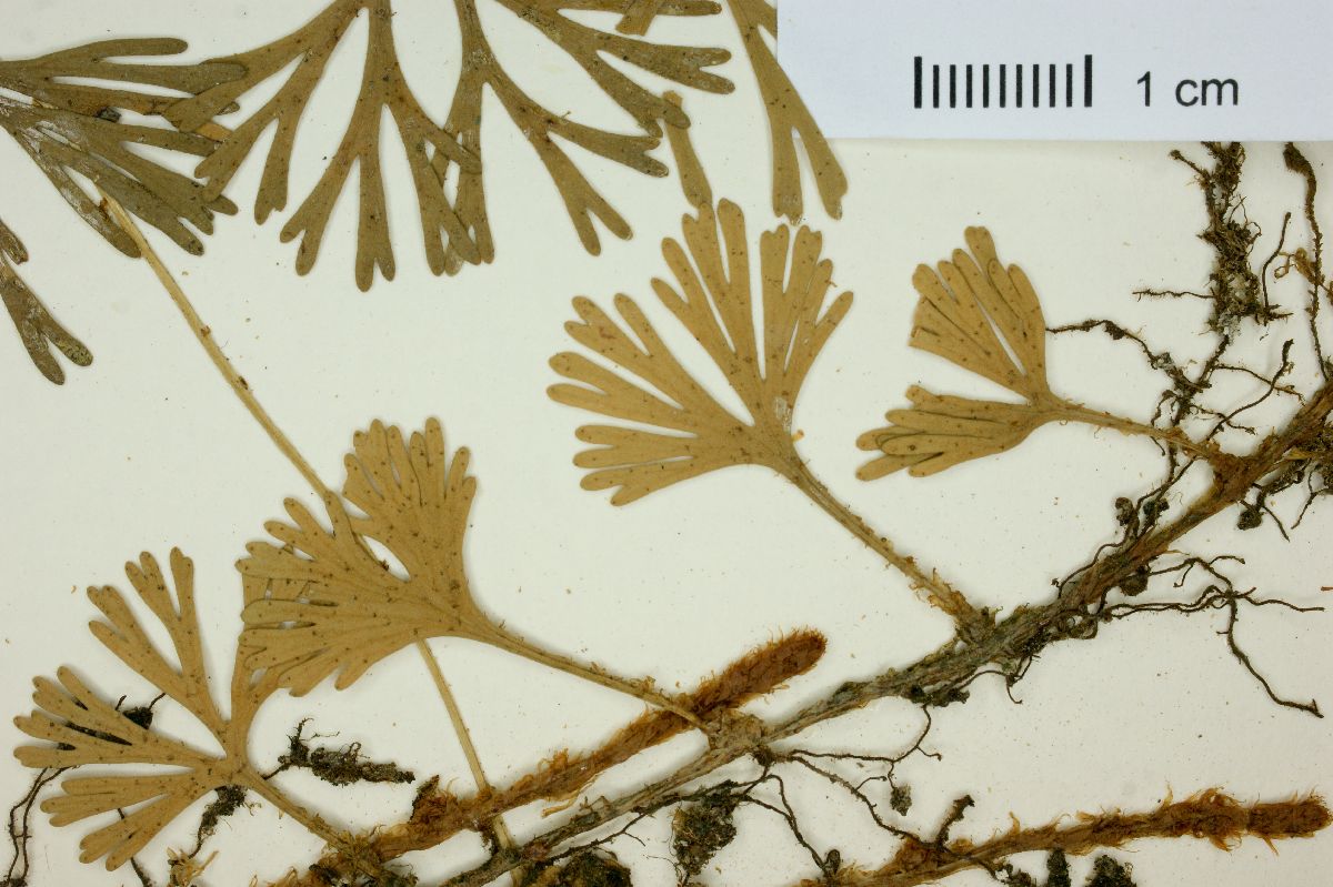 Acrostichum peltatum image