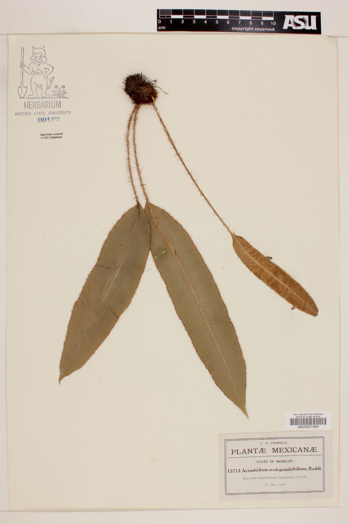 Acrostichum scolopendrifolium image