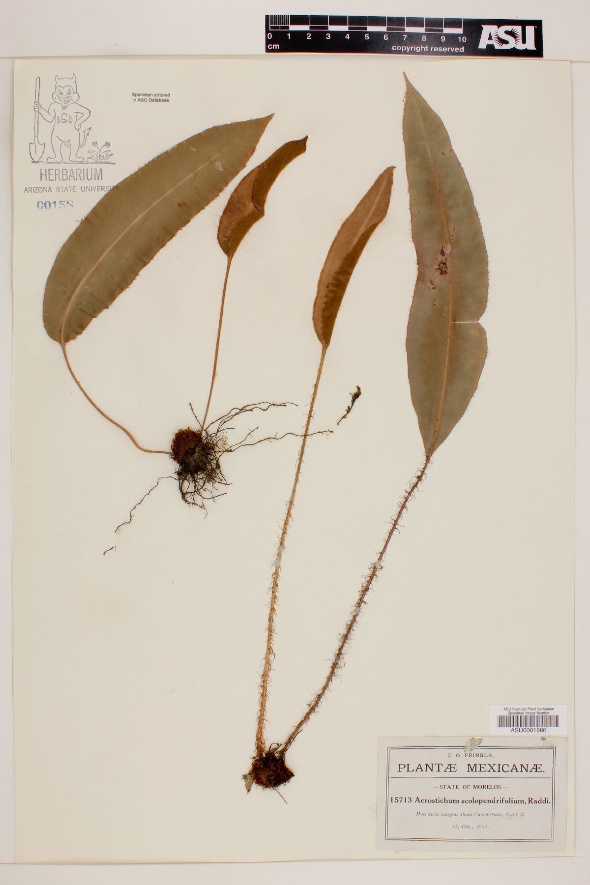 Acrostichum scolopendrifolium image