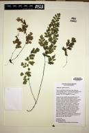 Adiantum capillus-veneris image