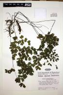 Adiantum capillus-veneris image