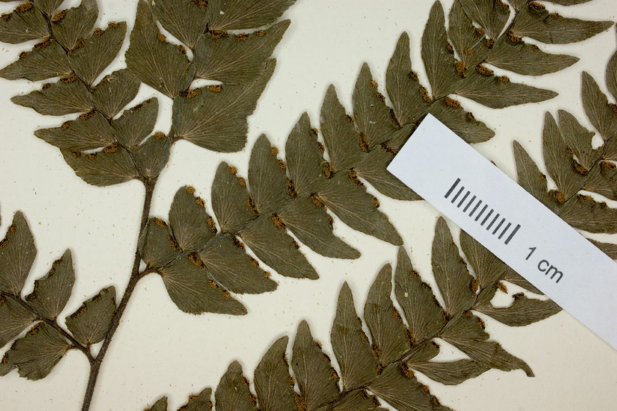 Adiantum crenatum image
