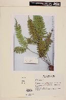 Adiantum obliquum image