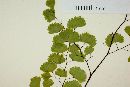 Adiantum poiretii image