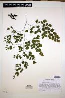 Adiantum tenerum image