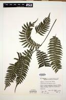 Adiantum tetraphyllum image