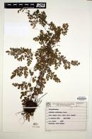 Adiantum raddianum image