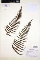 Blechnum appendiculatum image