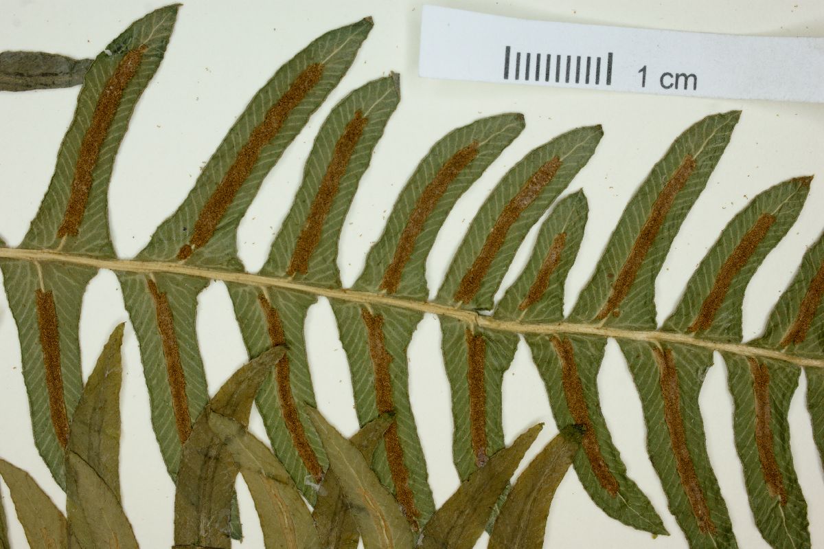Blechnum austrobrasilianum image