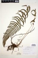 Blechnum hastatum image