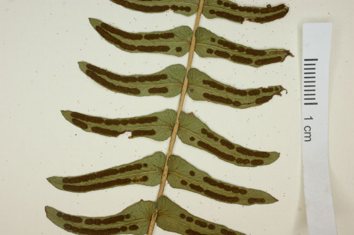 Blechnum hastatum image