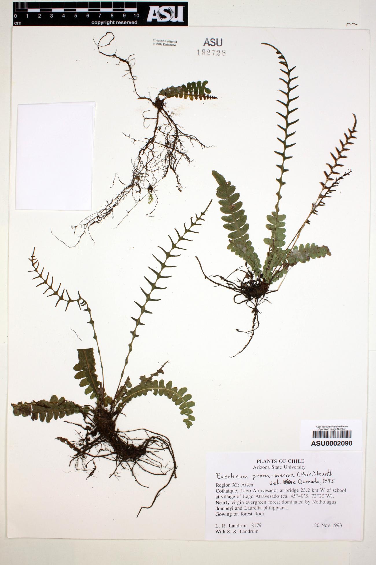 Blechnum penna image