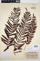 Blechnum serrulatum image