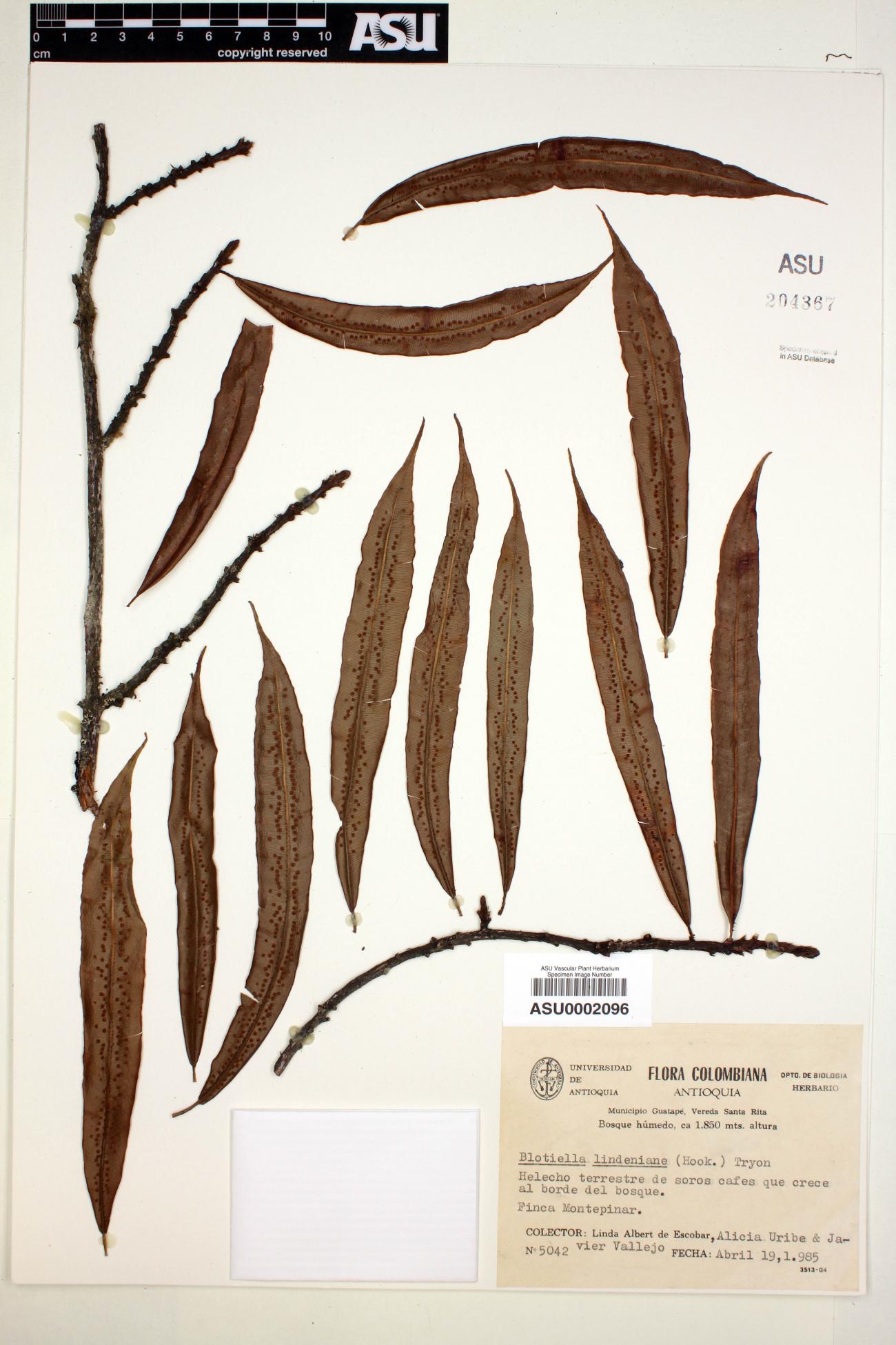 Blotiella lindeniana image