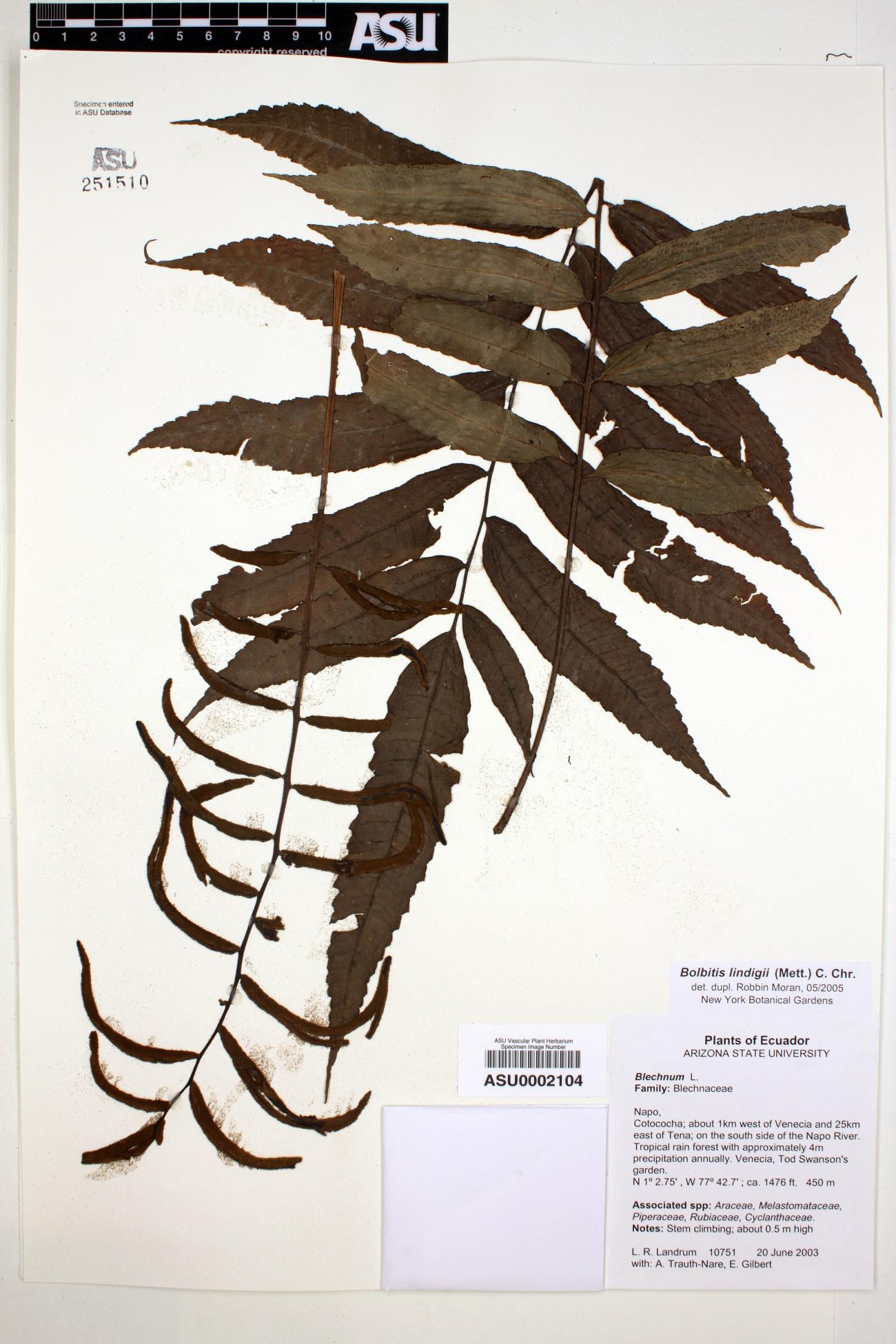 Bolbitis lindigii image
