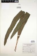 Campyloneurum xalapense image