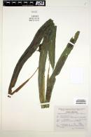 Campyloneurum xalapense image