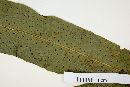 Campyloneurum xalapense image