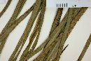 Campyloneurum aglaolepis image