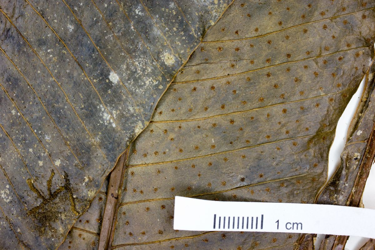 Campyloneurum brevifolium image