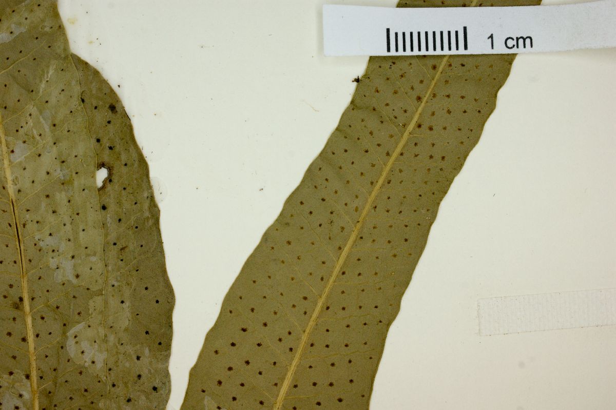 Campyloneurum lapathifolium image