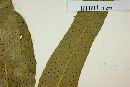 Campyloneurum lapathifolium image