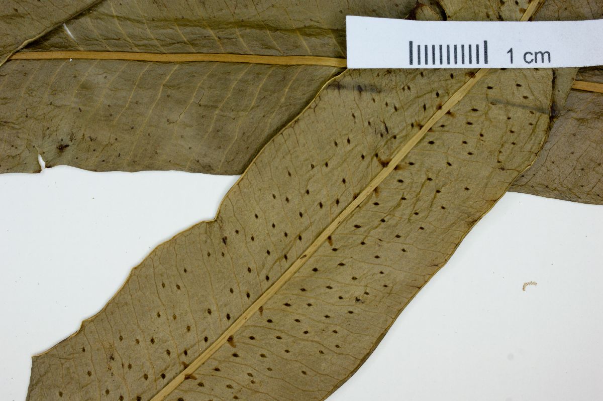 Campyloneurum lorentzii image
