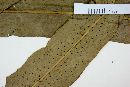 Campyloneurum lorentzii image