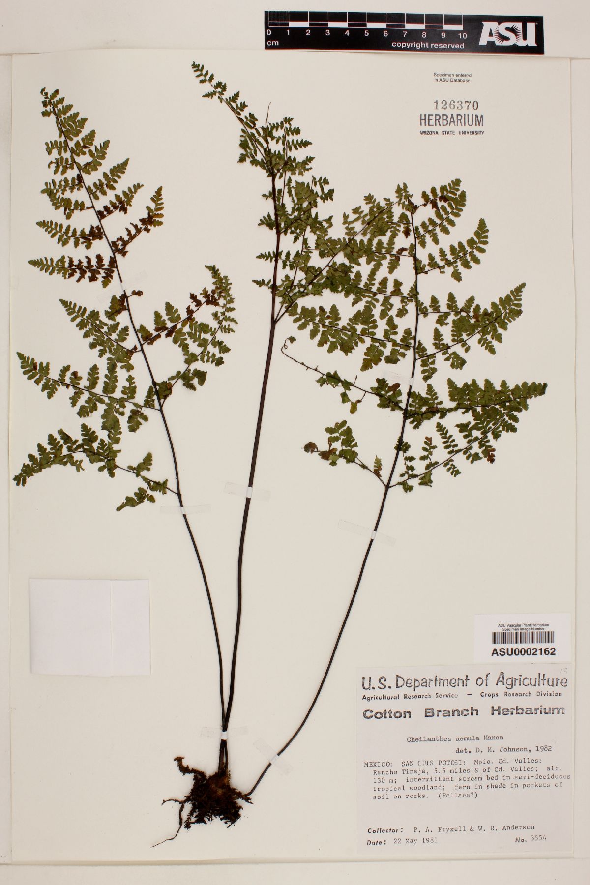 Myriopteris aemula image