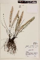 Myriopteris aurea image