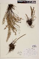 Myriopteris aurea image