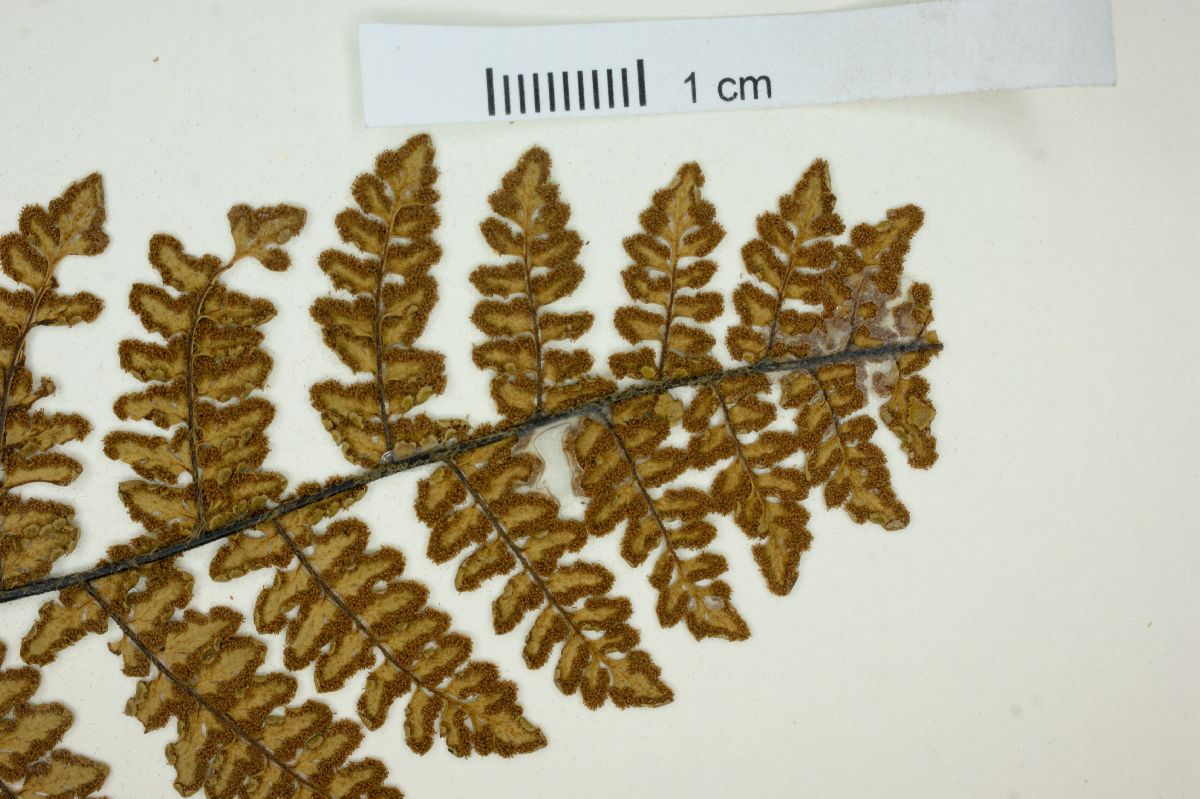 Myriopteris cucullans image