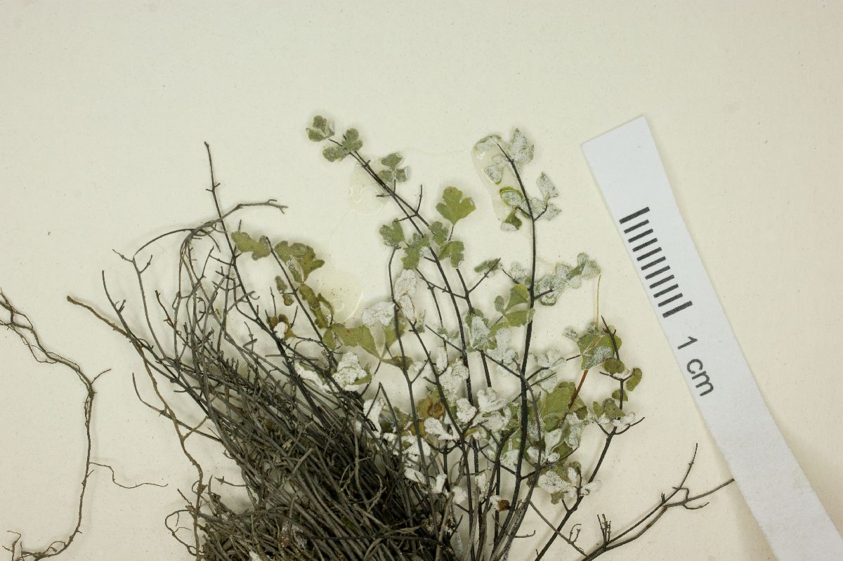 Notholaena delicatula image