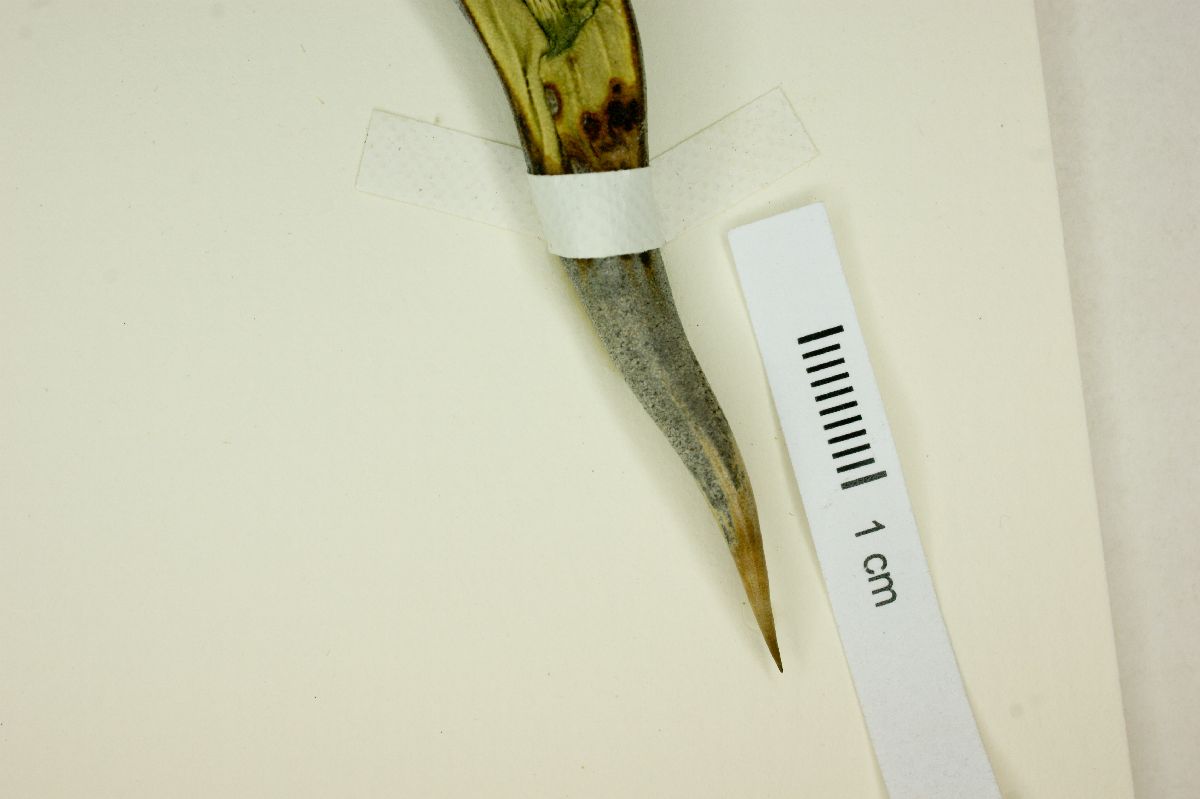 Agave xylonacantha image