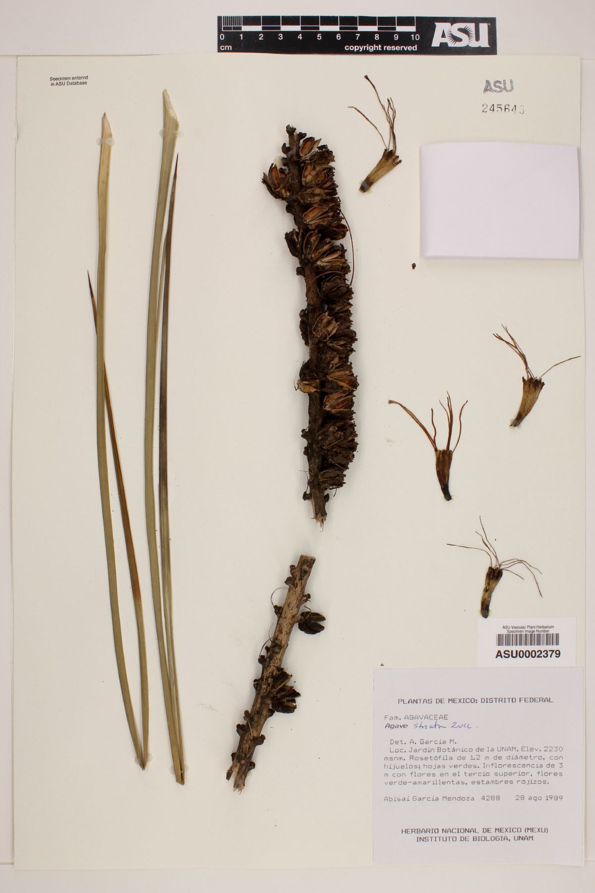 Agave striata image