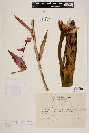 Beschorneria yuccoides image