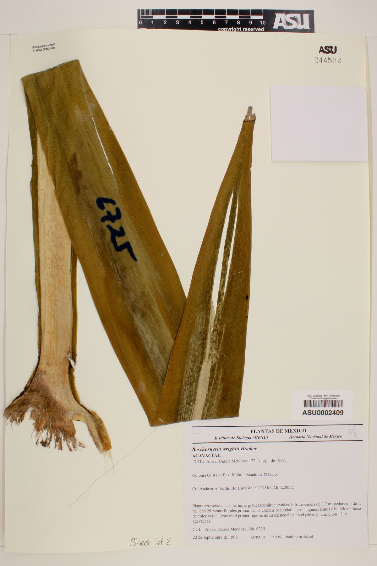 Beschorneria image