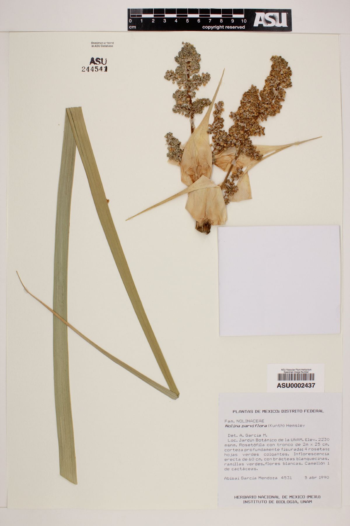Nolina parviflora image