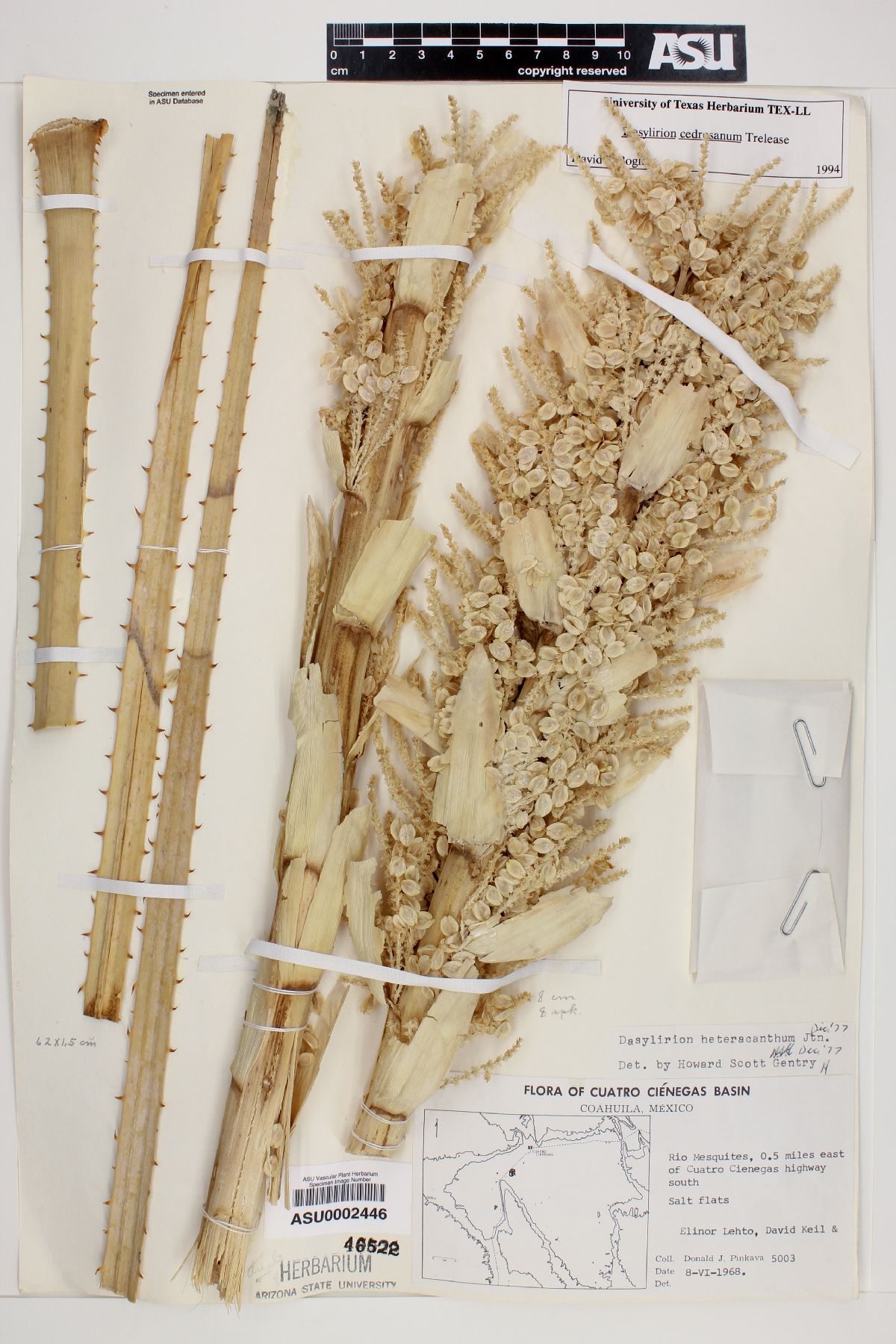 Dasylirion cedrosanum image