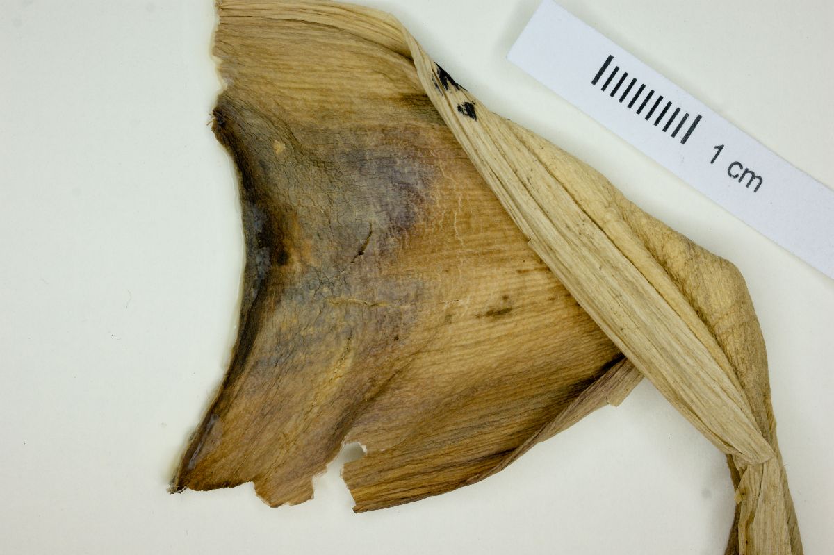 Furcraea image