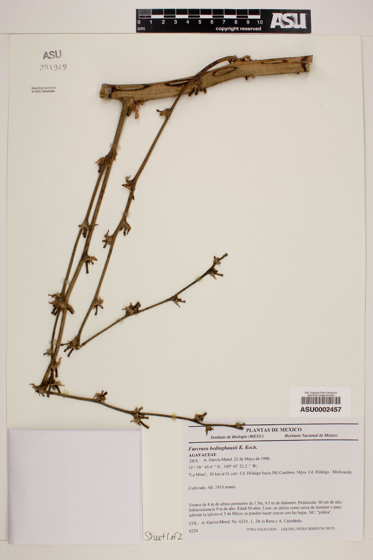 Furcraea bedinghausii image