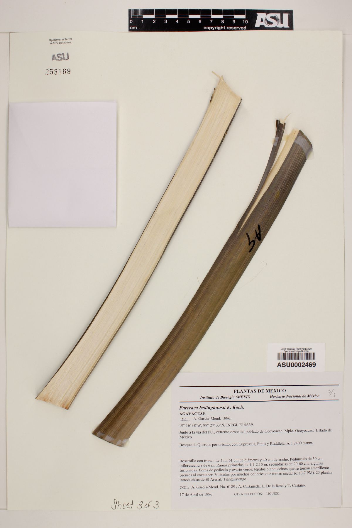 Furcraea bedinghausii image