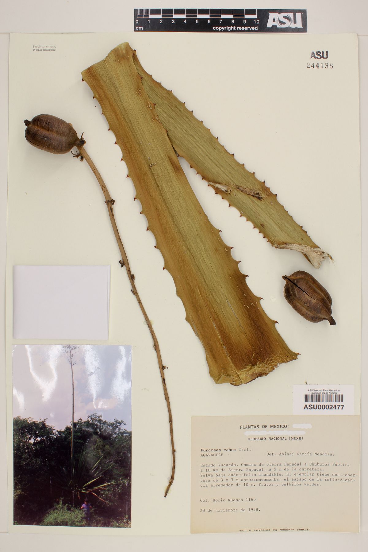 Furcraea cahum image