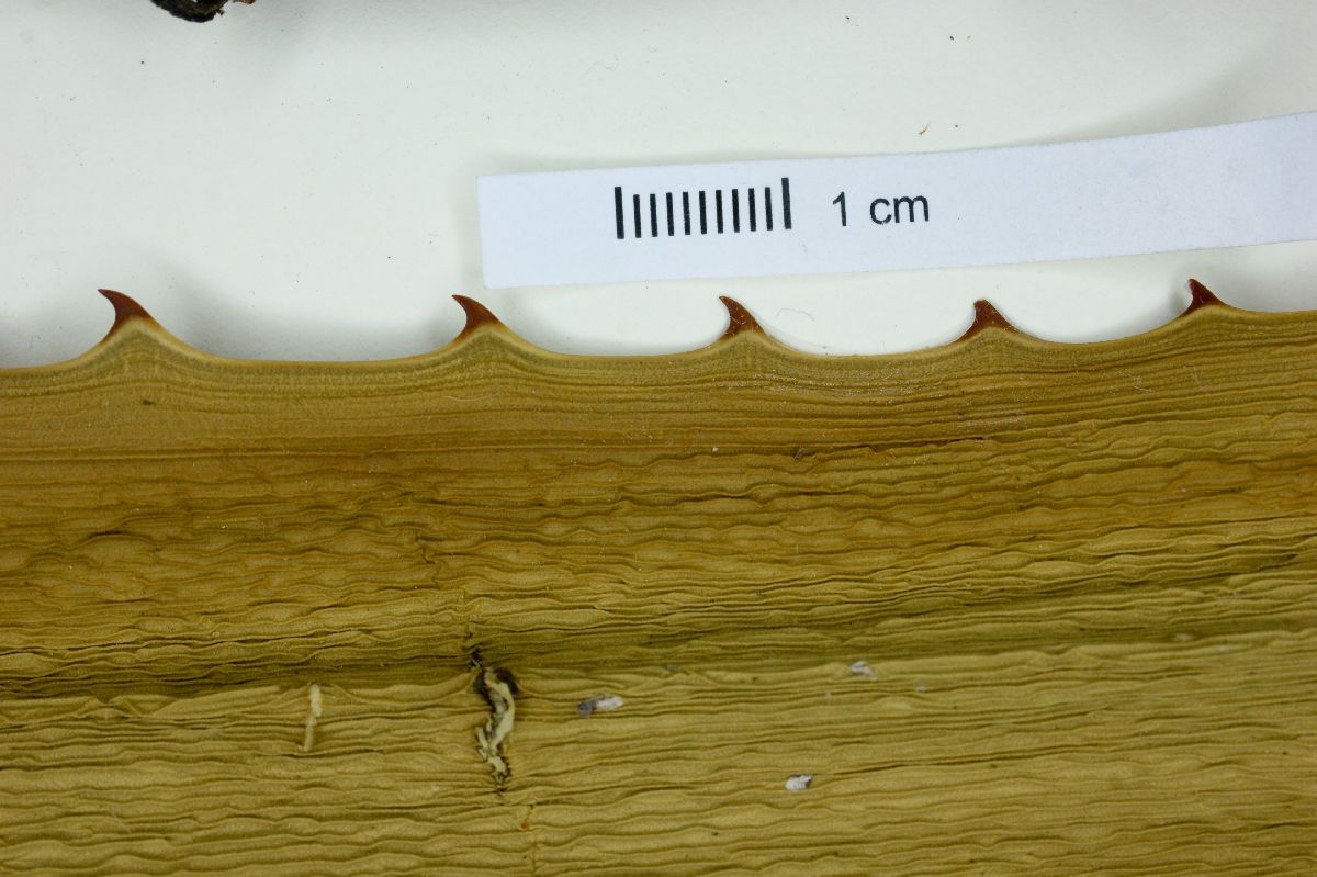 Furcraea cahum image
