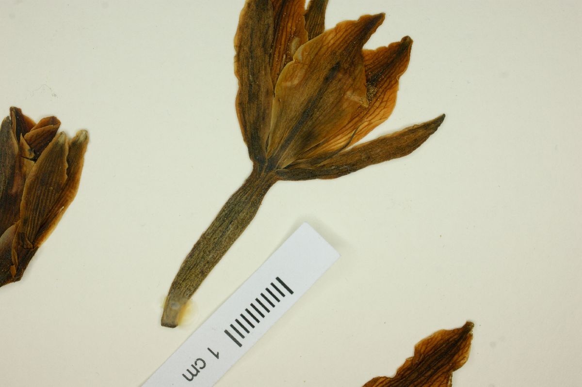 Furcraea guatemalensis image