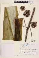 Furcraea longaeva image