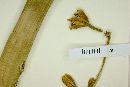 Furcraea longaeva image