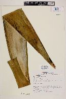Furcraea longaeva image